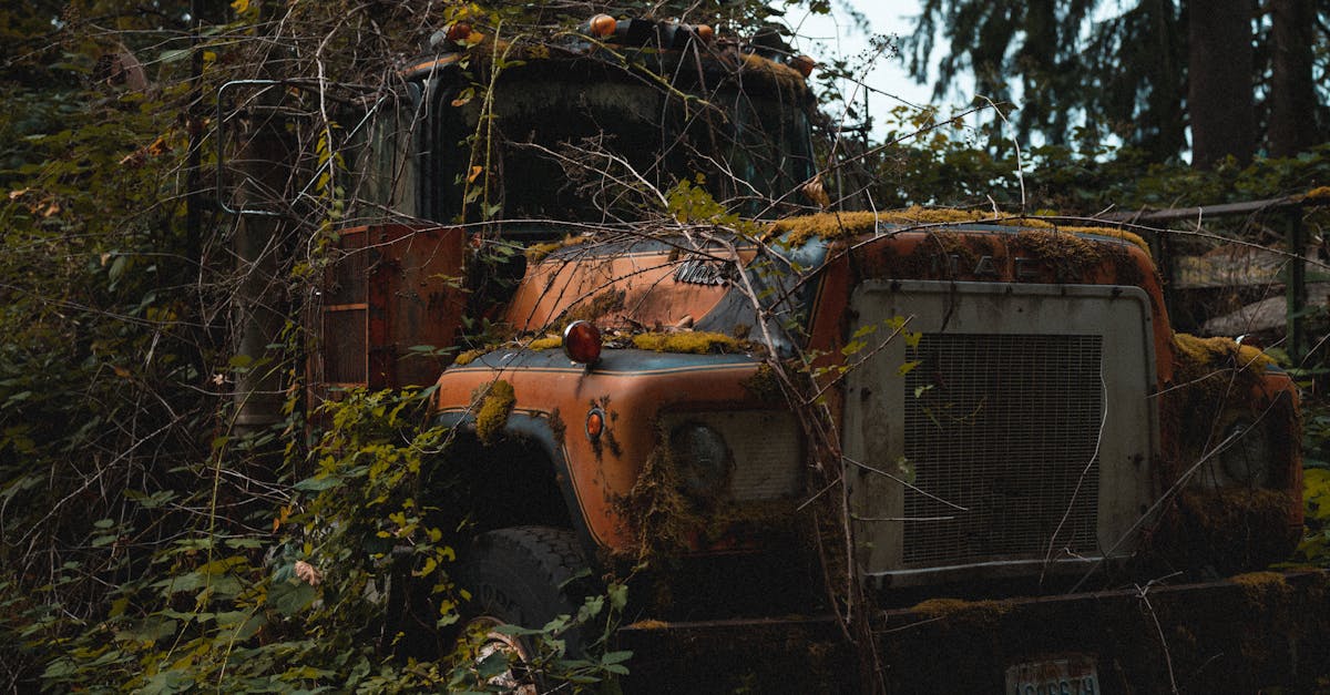 雑草が生い茂った放置された庭の風景