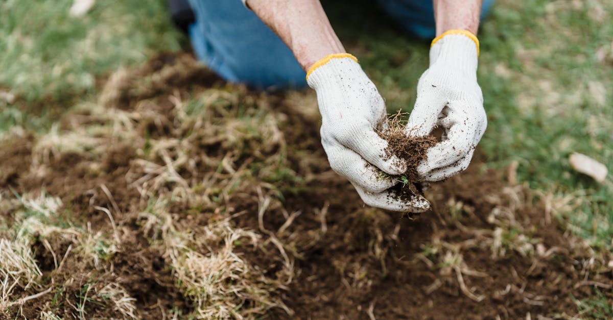 春の美しい庭の風景