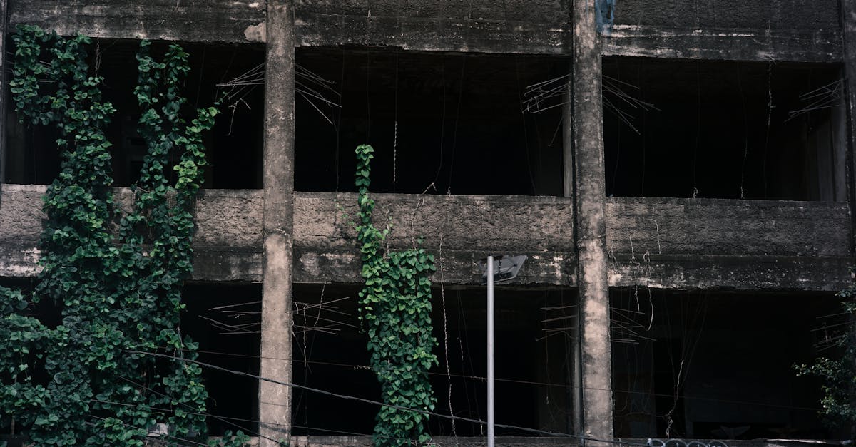 家の裏の茂った雑草