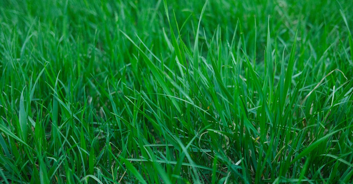 青々とした美しい芝生