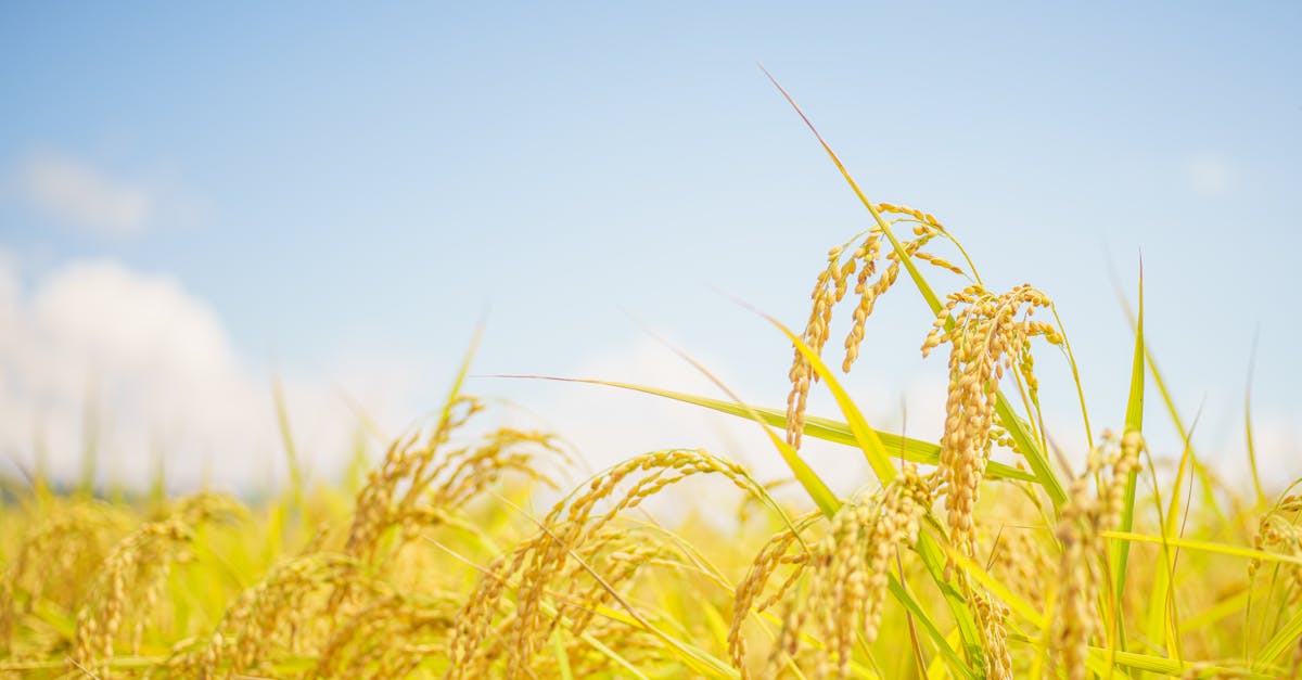 稲の成長を守る田んぼの風景