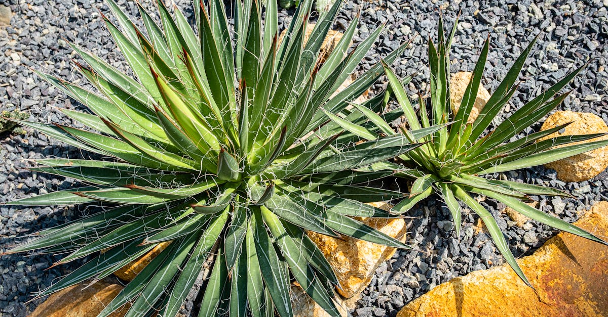 メンテナンスの楽なモダンな庭