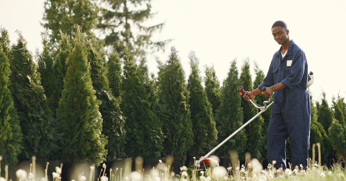 プロによる庭の手入れ