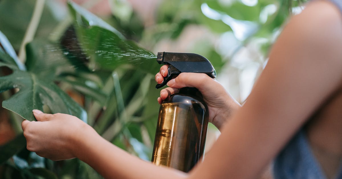 庭で除草剤を散布しているイメージ