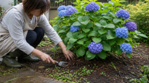 紫陽花の雑草対策で株元を手入れする様子