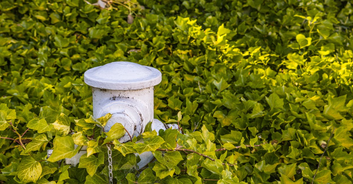 重曹による雑草対策のイメージ