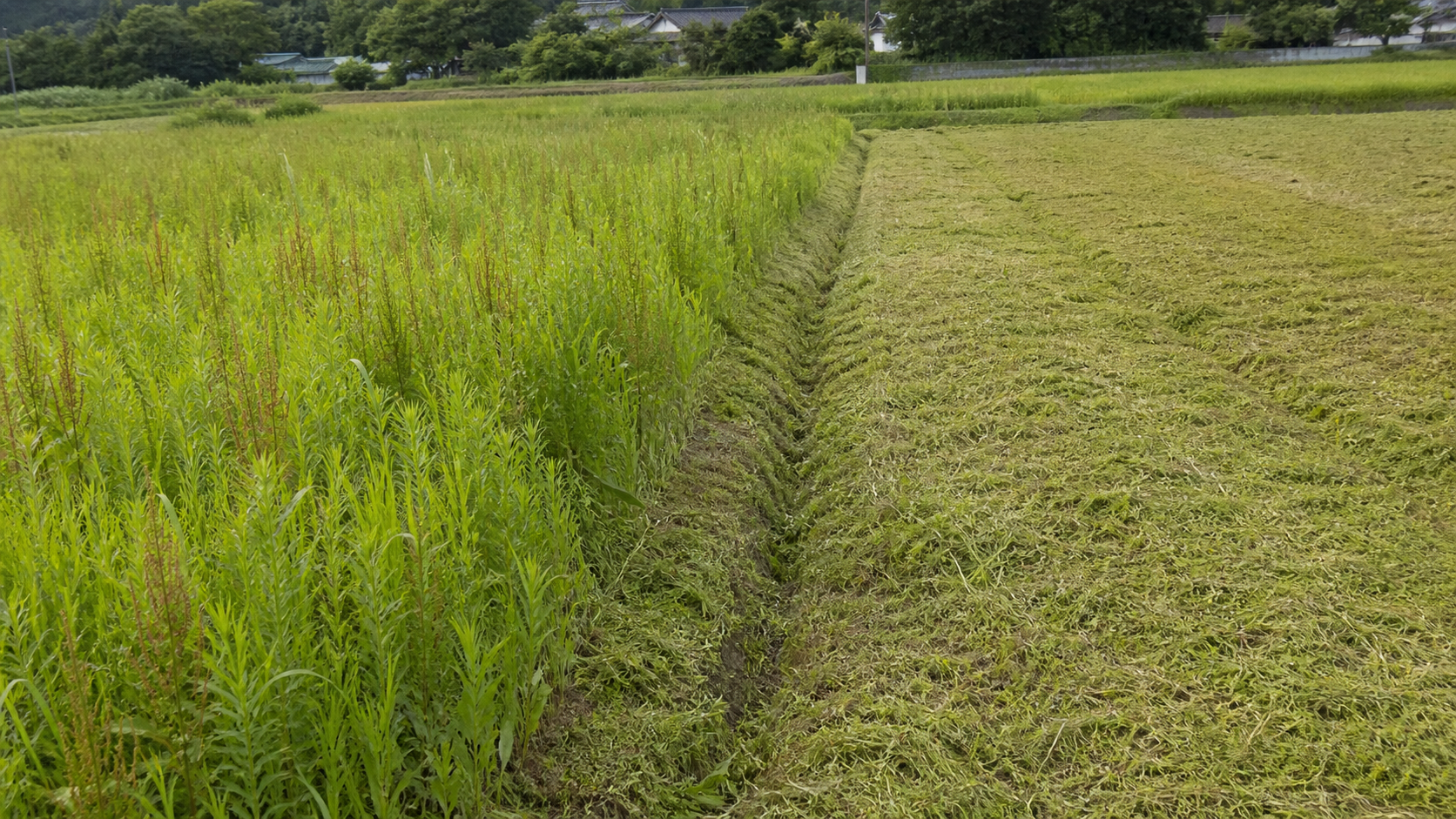 休耕田の雑草を刈った場所と伸びた場所の比較