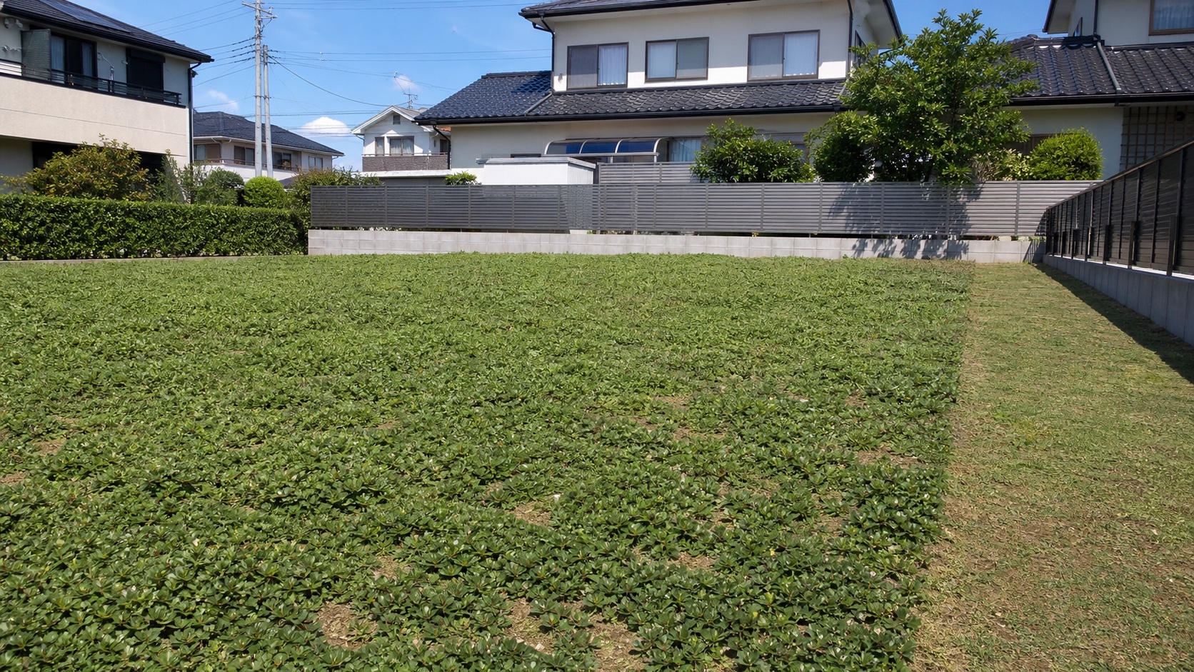 空き地の雑草対策に使う低いグランドカバー