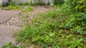 庭に生える雑草の種類を見分けるための庭の様子