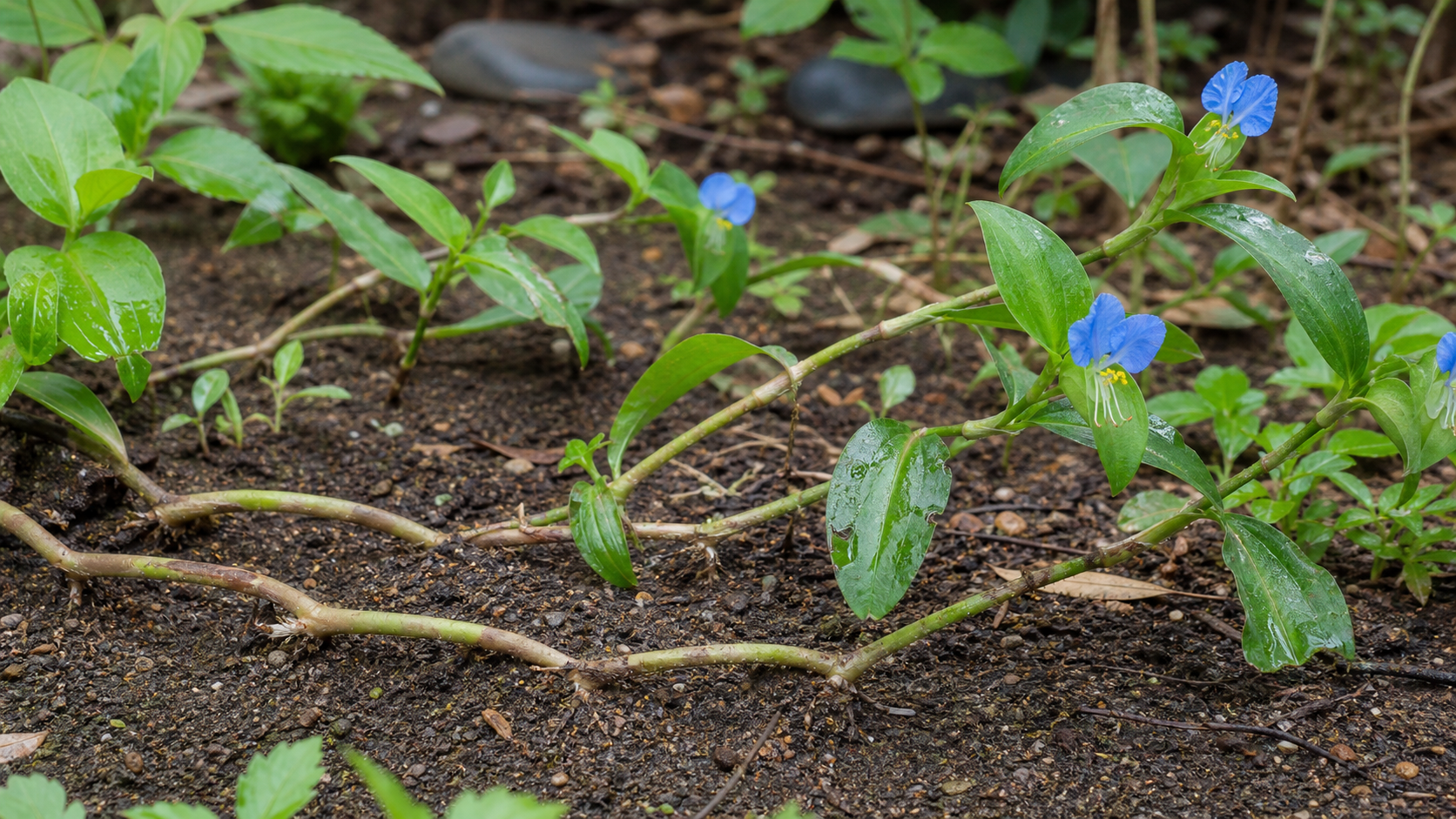 ツユクサの茎が地面を這って広がる様子