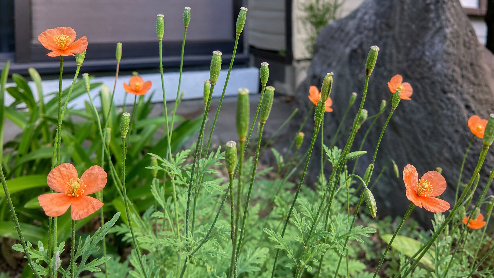 ナガミヒナゲシの花と細長い実の見分け方