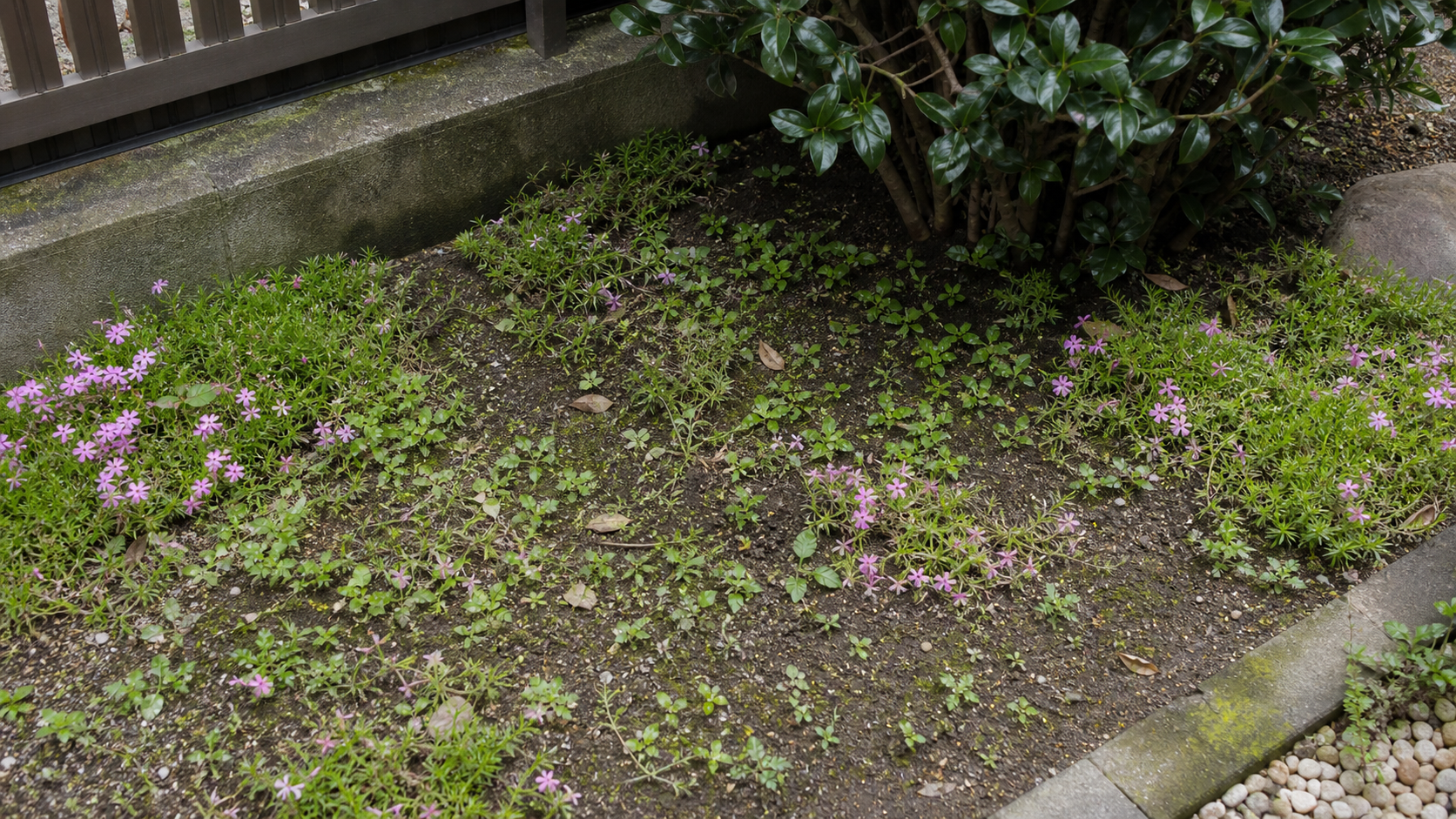 日陰と隙間で雑草が出た芝桜の失敗例
