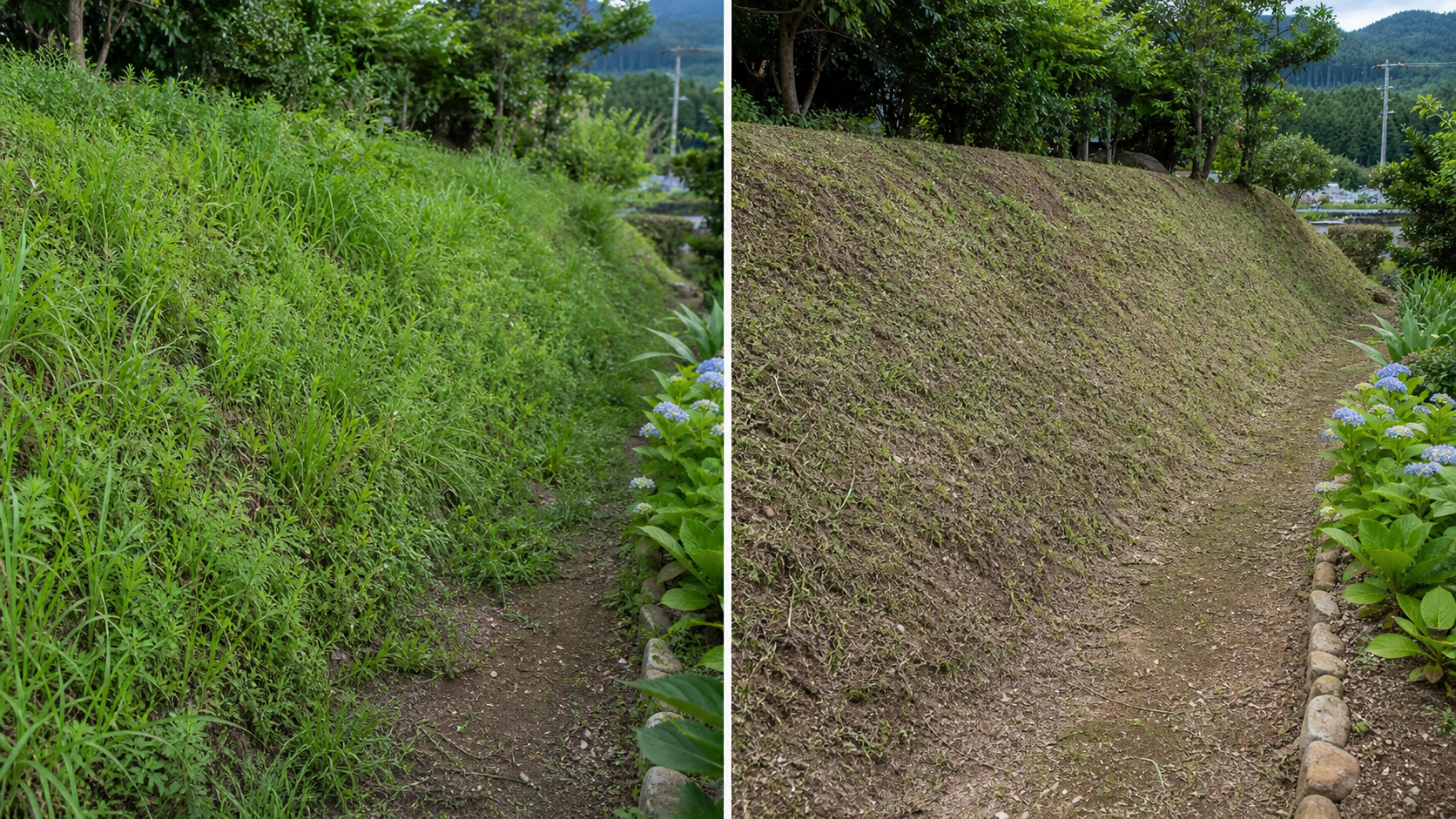 土手の雑草対策で管理された斜面と伸びた雑草の比較