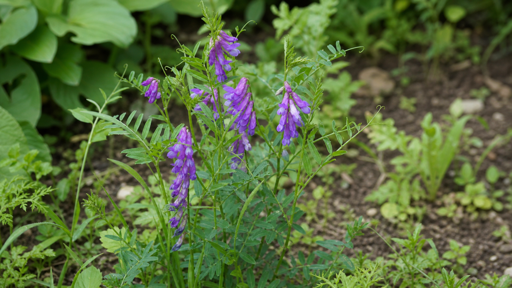 紫色の花と巻きひげがあるカラスノエンドウの見分け方