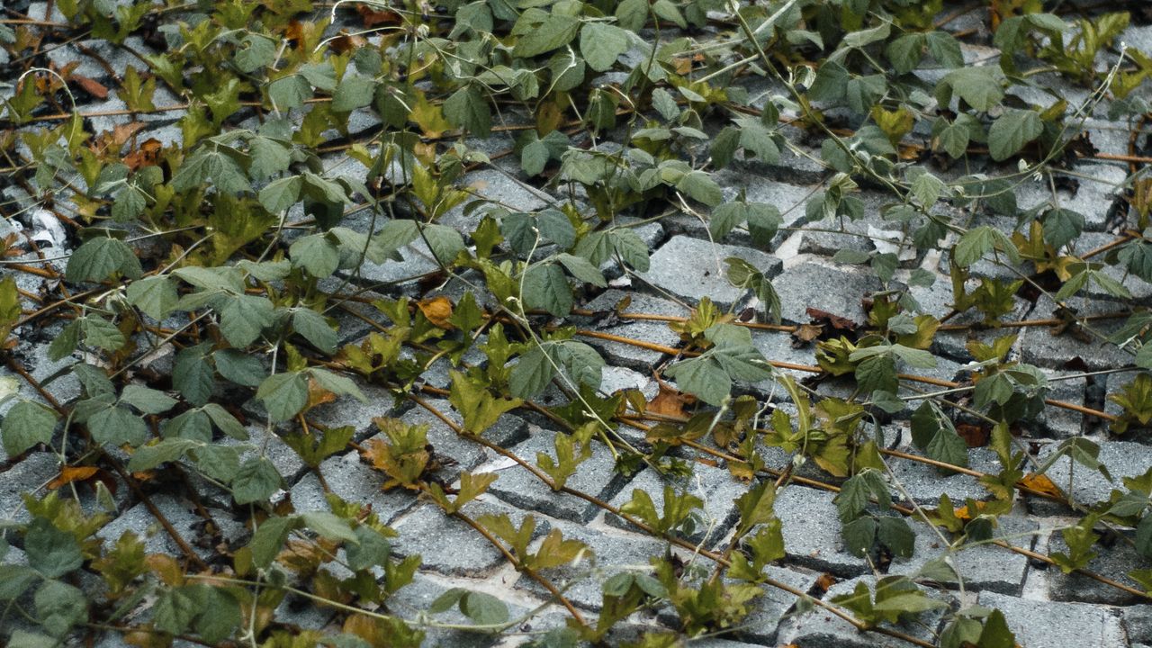地面を這うクズのようなつる性雑草