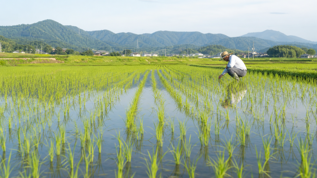 田んぼの雑草対策で水管理と初期除草を確認する水田