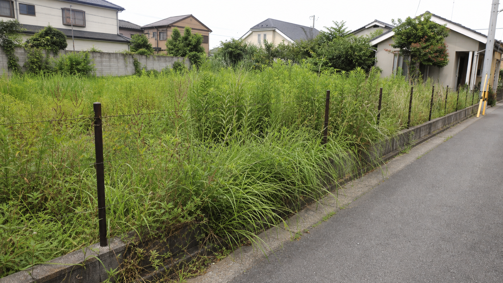 住宅地沿いの空き地で雑草が道路側まで伸びている様子