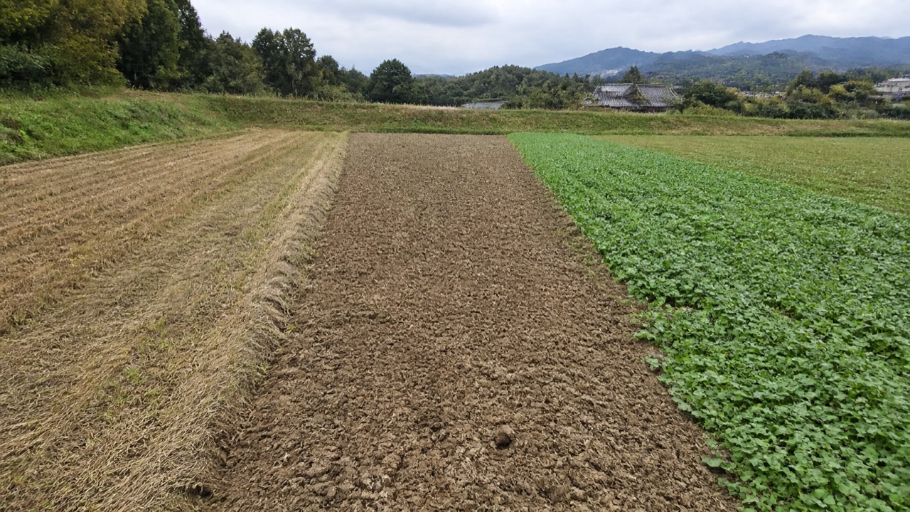 休耕畑を草刈り・耕うん・被覆栽培で区分して管理した様子