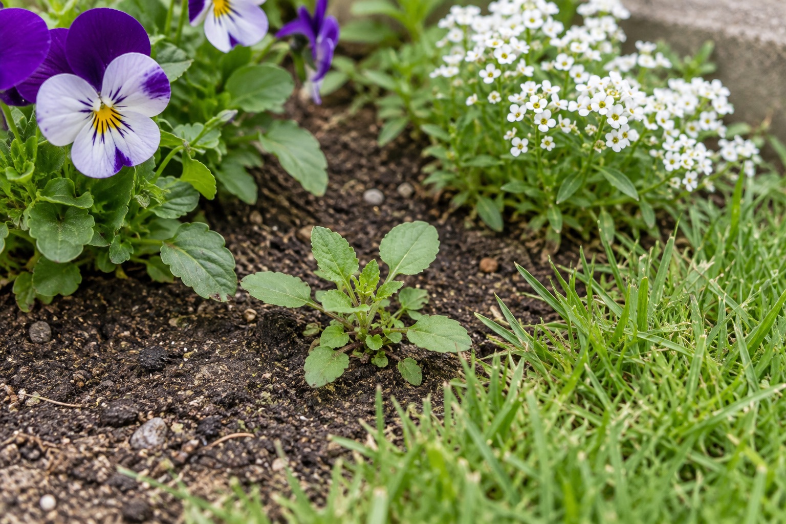 花壇の花と芝生の近くに小さな雑草が生えているイメージ