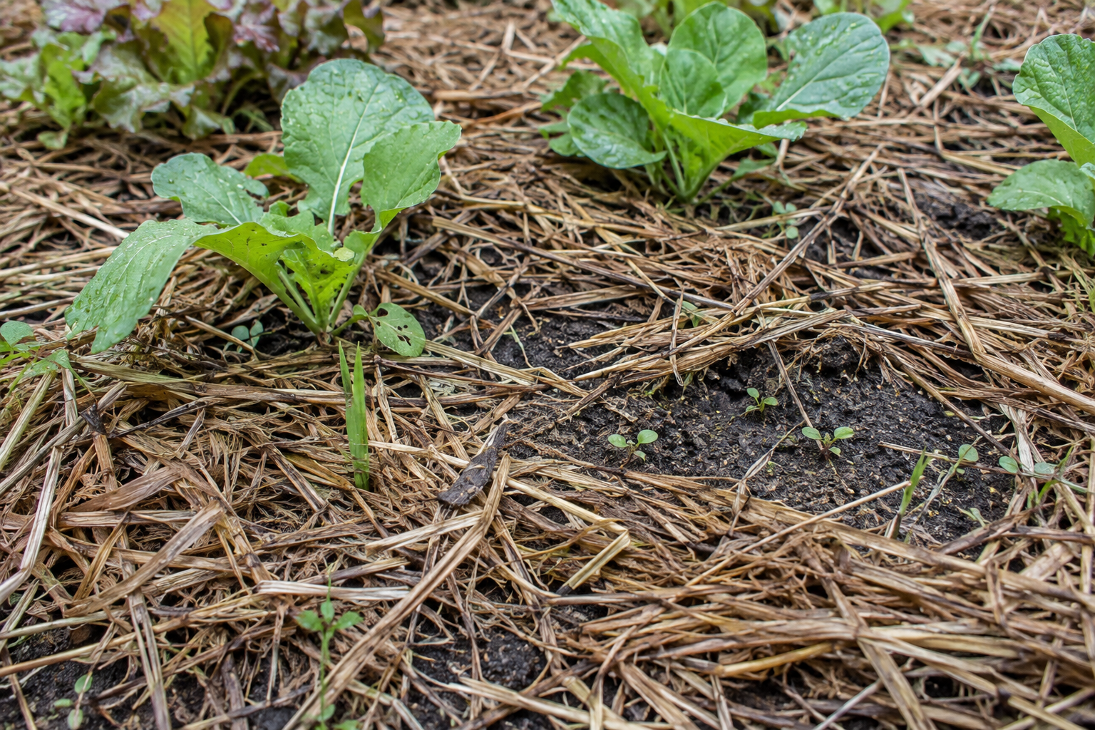 雨でわらが移動し、土の隙間から小さな草が出た畝