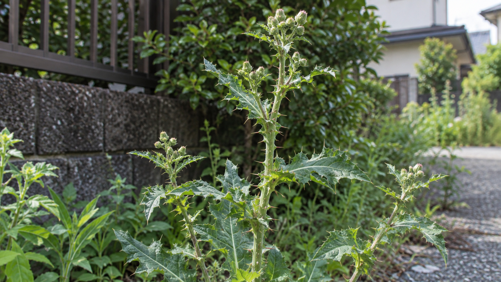 庭のトゲのある植物を離れて観察するイメージ