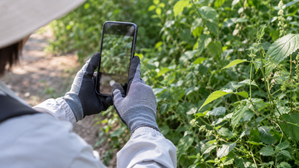 植物を抜かずスマートフォンで観察記録を残す説明イメージ